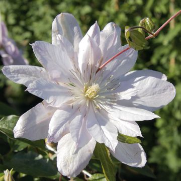 Clematis Violet Elizabeth