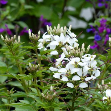 Cleome Señorita Blanca