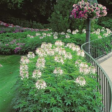 Cleome hassleriana Sparkler 2.0 Blush - Spider flower