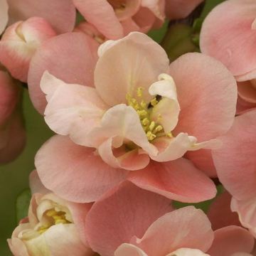 Chaenomeles speciosa Falconnet Charlet - Flowering Quince