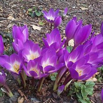 Colchicum speciosum Atrorubens - Autumn crocus