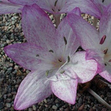 Colchicum macrophyllum - Autumn crocus