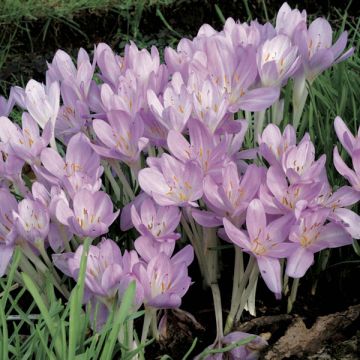 Colchicum cilicicum - Autumn Crocus