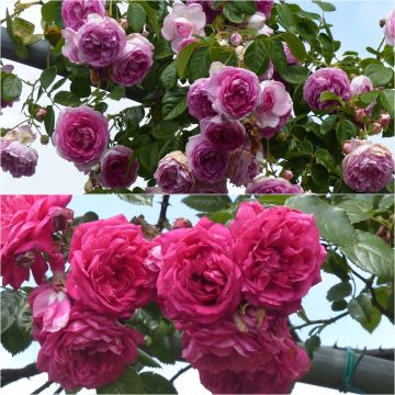 Collection of 2 Pink Climbing Roses 
