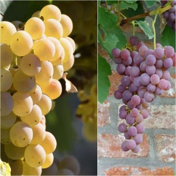 Collection of 2 strawberry grape vines