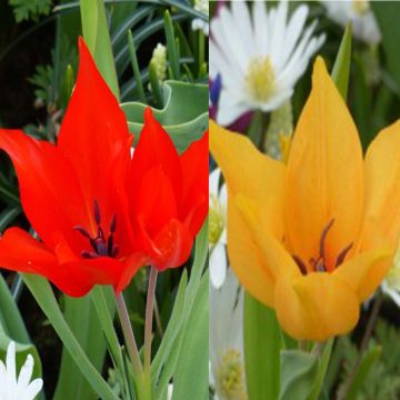 Collection of 20 Tulipa praestans