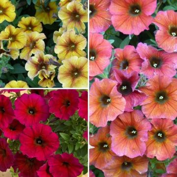 Petchoa Sunset Orange Cinnamom & Bordeaux - Hybrid Petunia