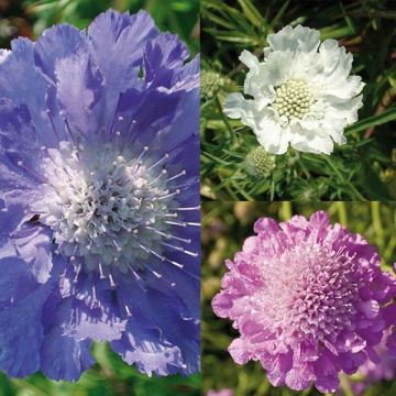 Collection of 3 Scabious