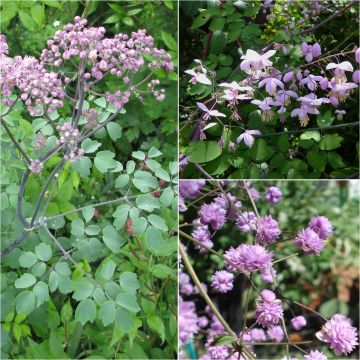 Collection of 3 Thalictrums rose lilac