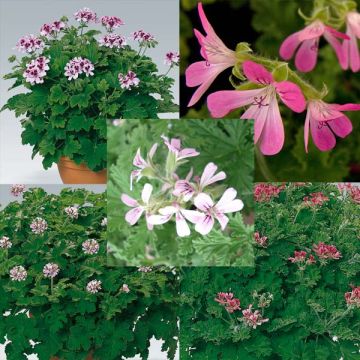 Collection of 5 scented Geraniums