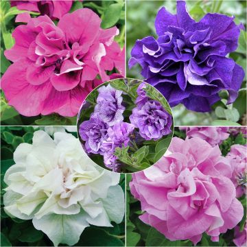 Collection of 5 Double Surfinia Petunias