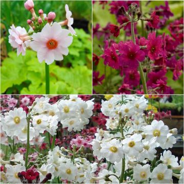 6 Candelabra Primroses