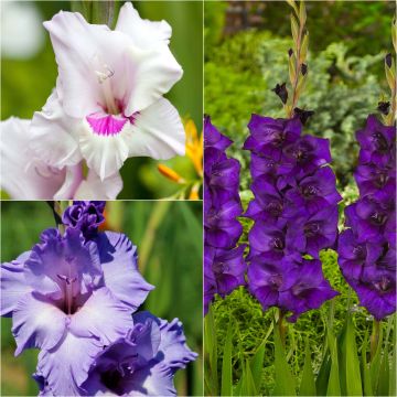 Collection of 60 Blue Gladioli 