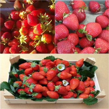 Collection of 9 organic strawberries - Fragaria ananassa