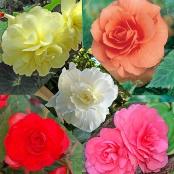 Collection of 15 Begonia grandiflora