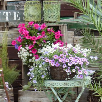 Berry Fountain Collection - 5 varieties of annuals