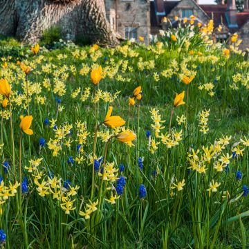 Collection of bulbs to naturalise in yellow/blue
