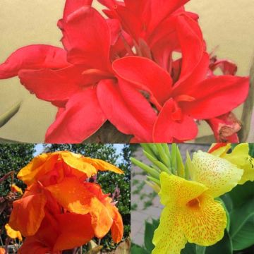 Collection de 5 Cannas