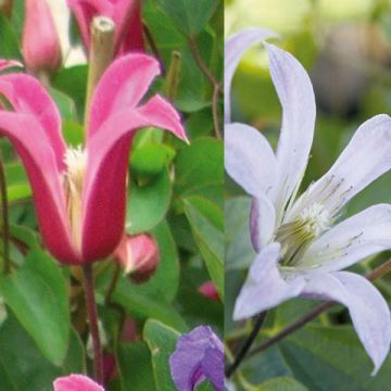  Clematis Bells Collection