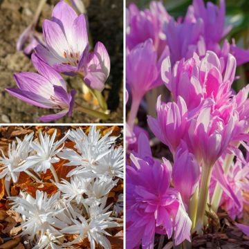 Colchicum Collection