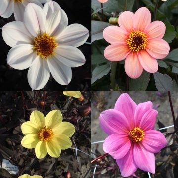 Happy Single Dahlias Collection