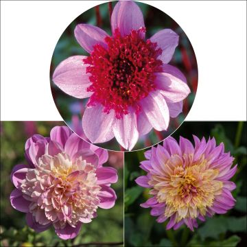 Anemone Dahlias Collection