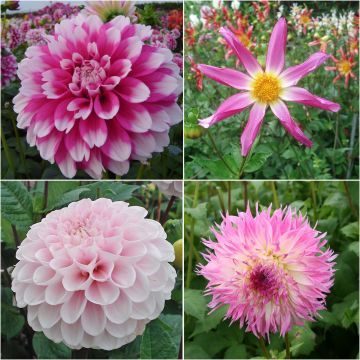 Collection of Bohemian Dahlias 