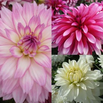 Dwarf Dahlia Gallery Collection