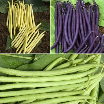 3 colourful and productive beans collection.