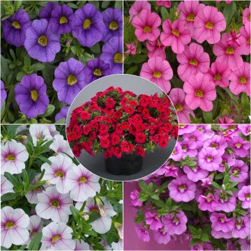 Collection of 5 Calibrachoas or Trailing Petunias