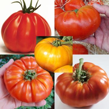 Tomato Corazon F1, Gourmandia F1, Russe rouge, Buffalo Steak F1, Buffalo Sun F1