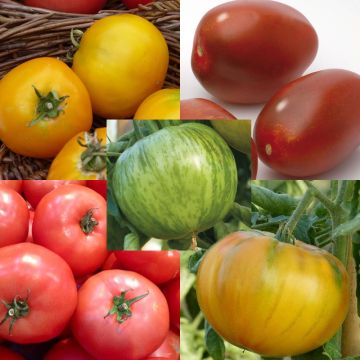 Collection of 5 colourful tomato plants