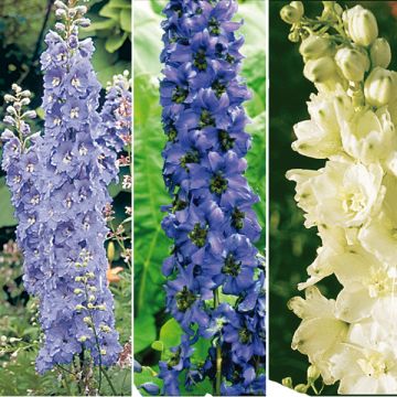 Collection of 6 Delphinium Pacific 