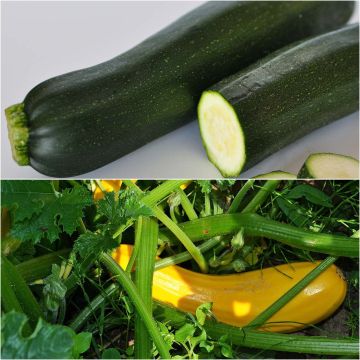 Collection of Two Courgettes - Young Grafted Plants