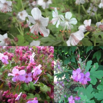 Selection of Geranium macrorrhizum - Dry Shade Collection