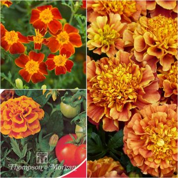 Seed Collection of Marigolds