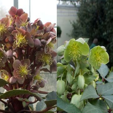 Helleborus Sternii Collection