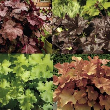 4 Heucheras Collection