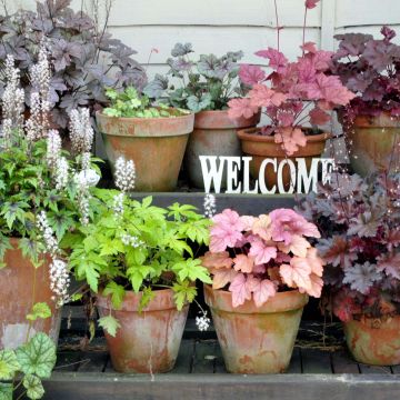 Heuchera and Tiarella collection