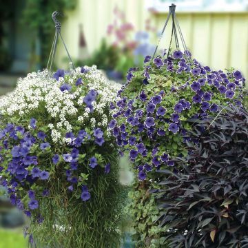 Indigo Cascade Collection - 5 varieties of annuals.