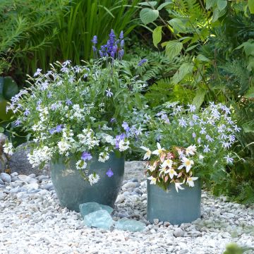 White-Blue Planter Collection - 5 annuals with blue and white flowers.
