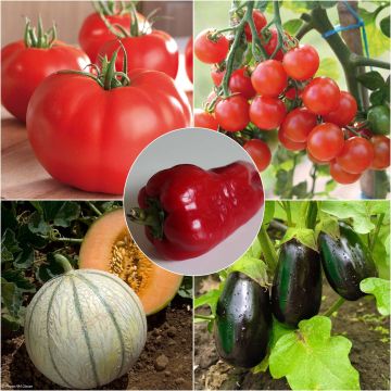 Summer Vegetable Collection, 5 Grafted Young Vegetable Plants