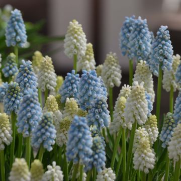 Collection of Muscari Magic