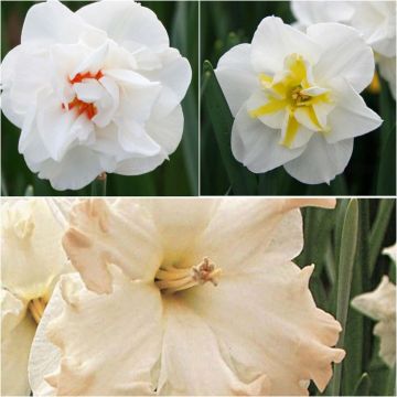 Chambord Narcissus Collection