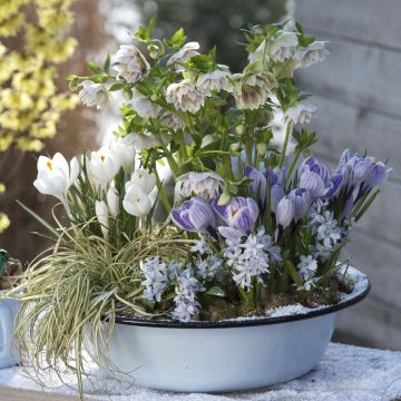 Pot collection of bulbs and Hellebore