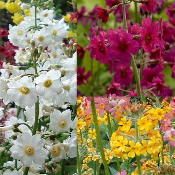 Collection of tiered Primulas