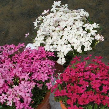 Rhodohypoxis Collection 3 x 3