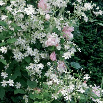 Pink and White Pergola Collection