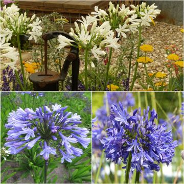 Collection of 3 Agapanthus
