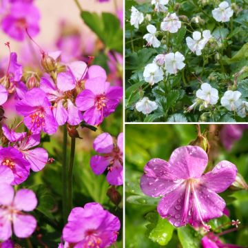 Geranium cantabrigiense collection